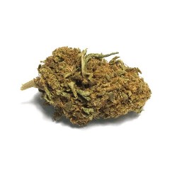 ORANGE BUD - FLEUR DE CBD